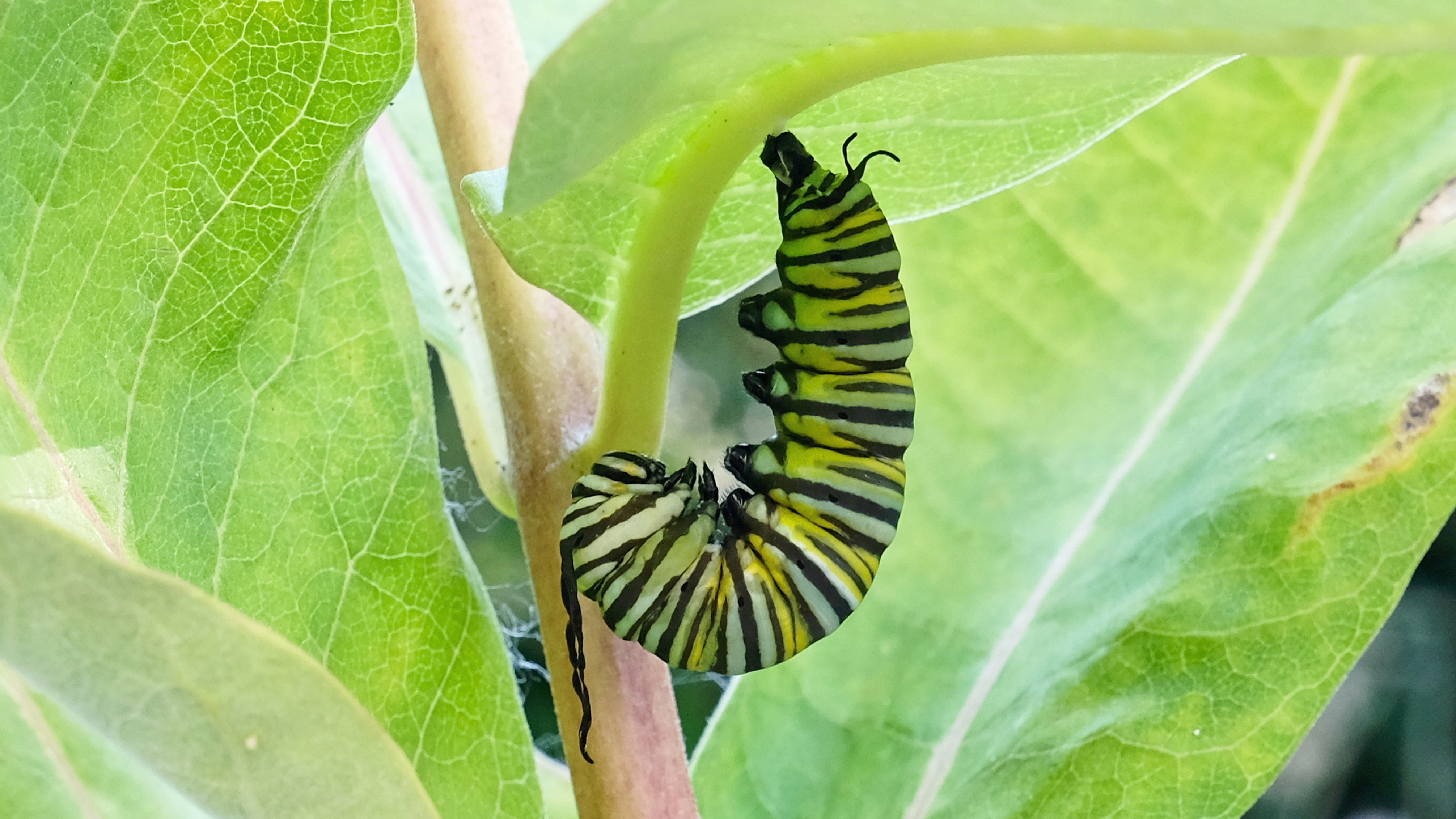 Monarch Caterpillar J-shape
